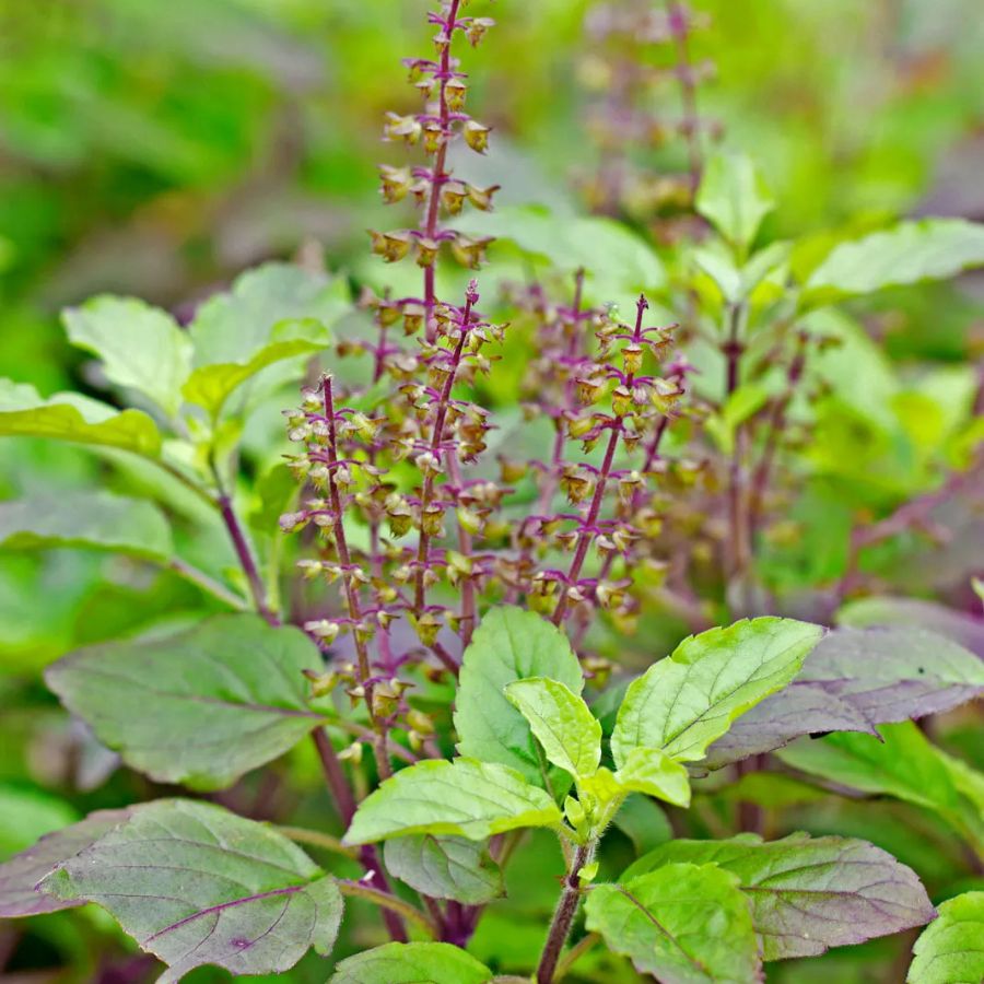 Tulsi Leaves