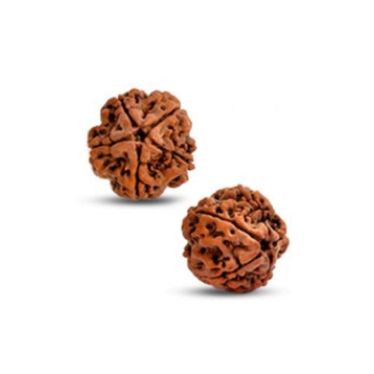 Rudraksh (5 Mukhi)